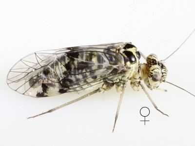 Hyalopsocus</span>
sp. female