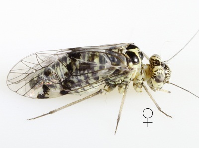 Hyalopsocus