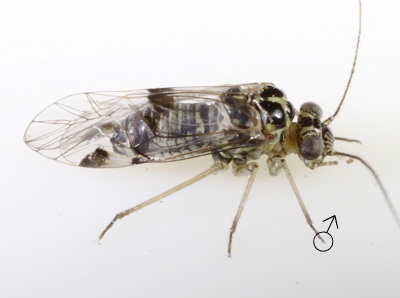 Hyalopsocus</span>
sp. female