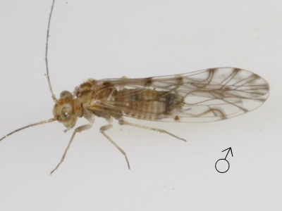 Lachesilla texana male