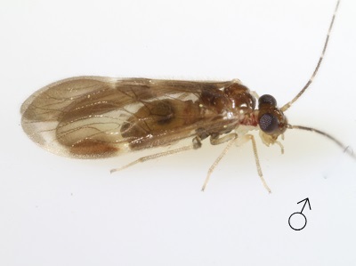 Polypsocus corruptus male