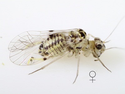 Psocus leidyi female