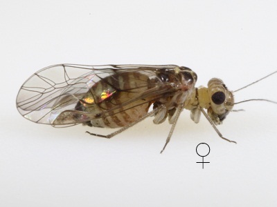 Blastopsocus lithinus female