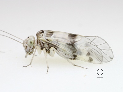 Indiopsocus lacteus female