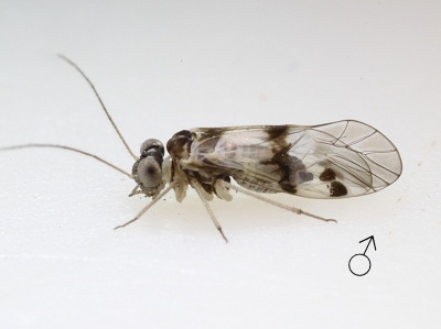 Indiopsocus lacteus male