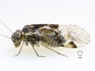 Hyalopsocus striatus 2 female