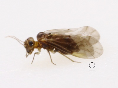 Peripsocus minimusfemale