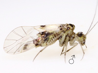 Psocus leidyi male