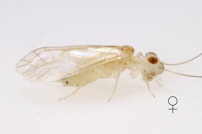 Stenocaecilius casarum female