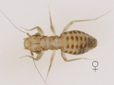 Tapinella maculata male