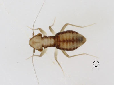 Tapinella sp. female