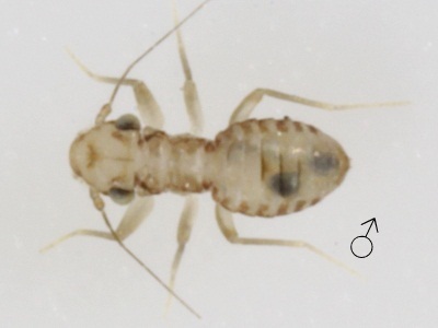 Tapinella maculata female