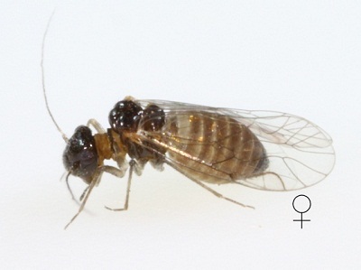 Lachesilla tectorum female