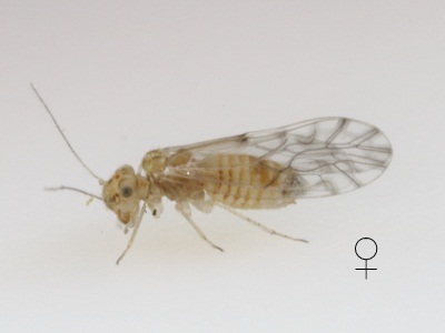 Lachesilla texana female