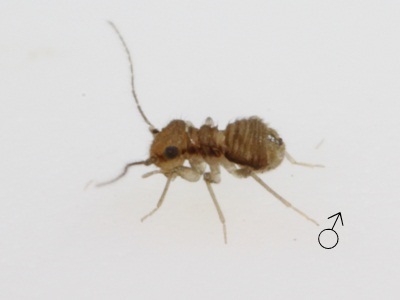 Ectopsocus vachoni female