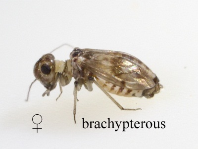 Peripsocus madidus brachypeterous