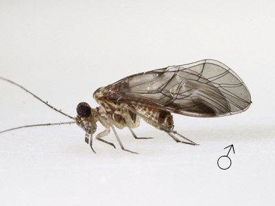 Indiopsocus infumatus male