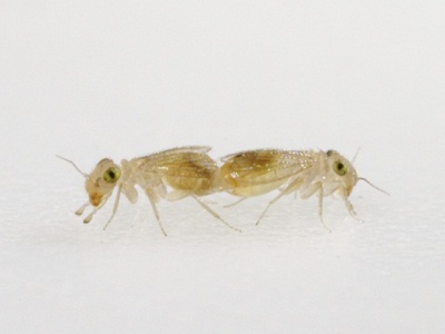 Rhyopsocus bentonea