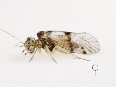 Indiopsocus palmatus female