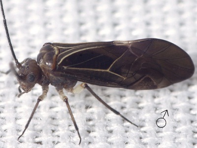 Cerastipsocus venosus male