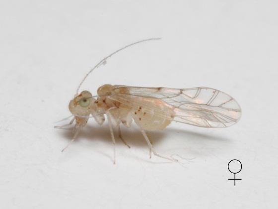 Lachesilla kathrynae female