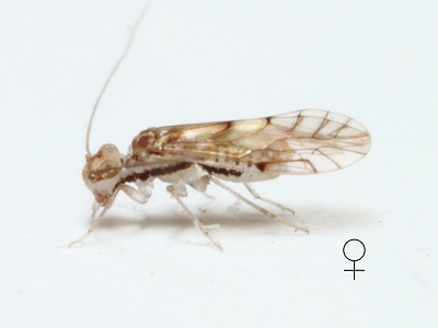Lachesilla floridana female