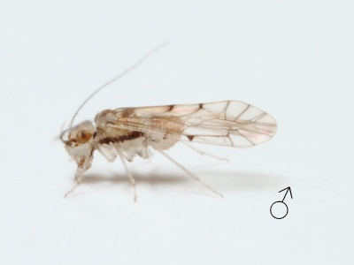 Lachesilla floridana male