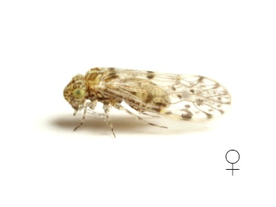 Aaroniella sp. female