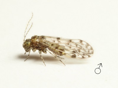 Aaroniella sp. male