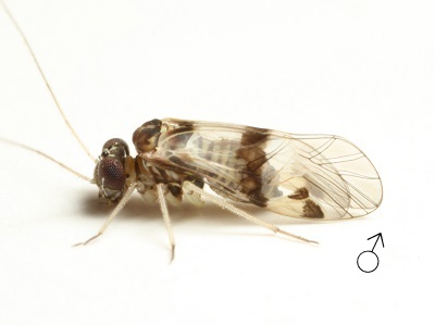Indiopsocus texanus male