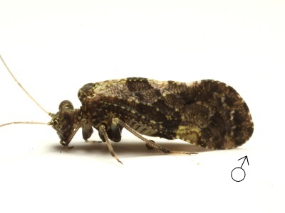 Lichenomima sparsa male