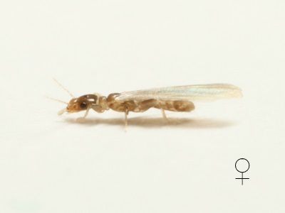 Belaphotroctes female