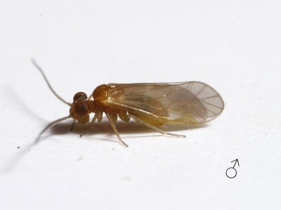 Valenzuela croesus male