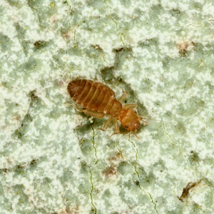 Liposcelis hirsutoide