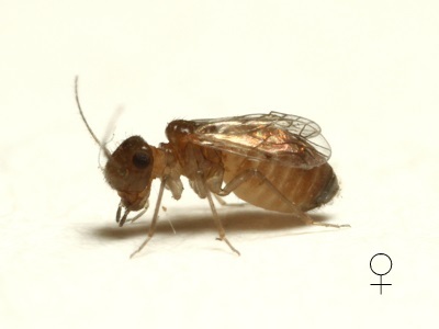 Lachesilla pedicularia female