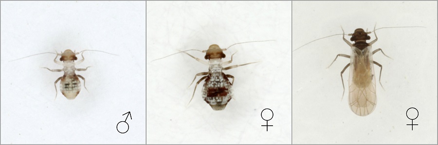 Peritroctes bengalensis female