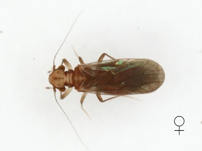 Tapinella sp. Type 2