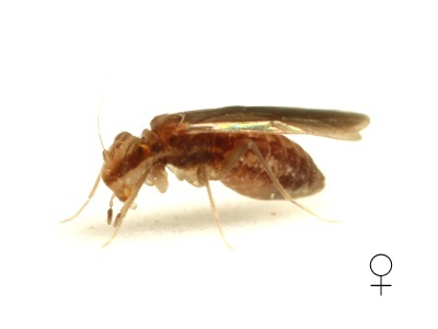 Tapinella sp. Type 2