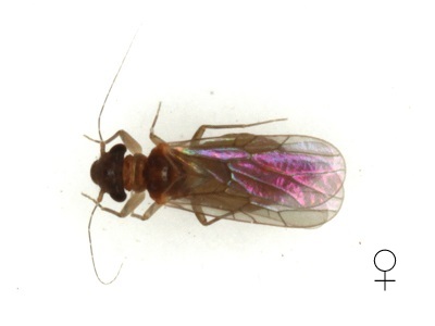 Nanopsocus oceanicus mac female