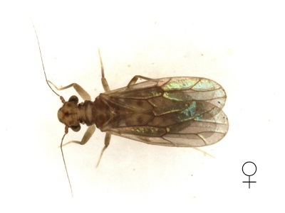 Tapinella maculata female