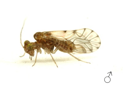 Lachesilla nita male