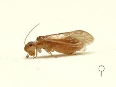 Valenzuela manteri female