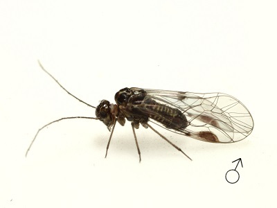 Blaste longipennis male