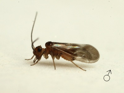 Valenzuela nadleri male