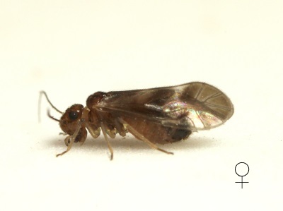 Valenzuela nadleri female