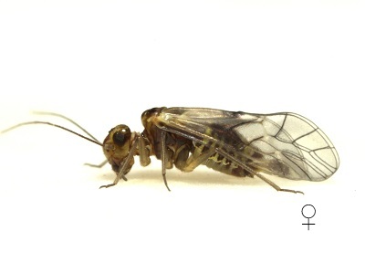 Blaste persimilis female