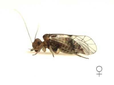 Indiopsocus campestris female
