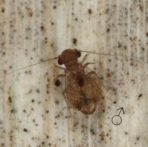 Psyllipsocus apache male