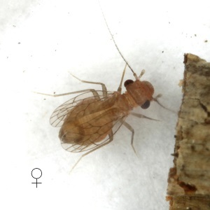 Psyllipsocus apache female