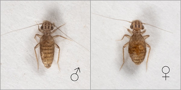 Neolepolepis occidentalis female